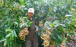 Trúng vụ nhãn Ido, nông dân Vĩnh Long thu lợi nhuận 2 tỉ đồng/năm
