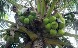 Cây dừa sinh sôi trên vùng đất trũng Đồng Cau 
