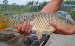 Mô hình nuôi cá chép giòn từ hạt đậu tằm