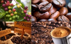 Giá nông sản hôm nay (28.6): Giá cà phê đứng trước cơ hội tăng giá mạnh