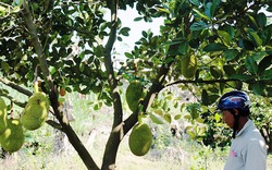 Trồng cây thu trái ngọt lãi trăm triệu đều tay 