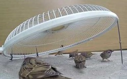 Video Clip: Hồi hộp xem bẫy chim bằng lồng quạt