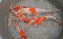 Lần đầu tiên ở Hà Nội cho cá chép Koi đẻ trứng, mỗi con thu 2 triệu đồng/năm