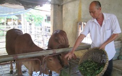 Lão nông xã đảo vỗ béo bò thu tiền tỉ mỗi năm