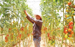 Chàng nông dân “bén duyên” nông nghiệp công nghệ cao
