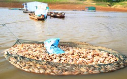 Điều tra nguyên nhân gần 100 tấn cá chết đỏ lồng ở Kon Tum
