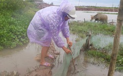 Hình ảnh người dân Ninh Bình cả đêm lo chạy nông, thuỷ sản tránh bão số 2