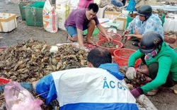 Nguyên nhân tôm hùm chết hàng loạt bất thường ở Phú Yên