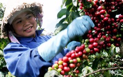 Giá nông sản hôm nay (06.7): Giá cà phê đạt ngưỡng 46.000 đồng/kg, hồ tiêu vẫn bám đáy