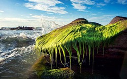 Ngắm bãi biển Cổ Thạch đẹp và khác lạ khi bị rêu phủ