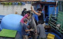 Đánh bắt cá ngừ ở Bình Định, trái vụ trúng đậm, chính vụ thất bát