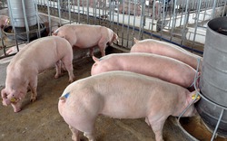 Giá lợn hôm nay (27.7): Tiếp tục tăng thêm 2.000 đồng/kg, nhiều nơi đạt mức 40.000 đồng/kg