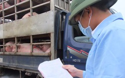 Kỳ vọng giá lợn sẽ tăng tới mốc 35.000 đến 40.000 đồng/kg