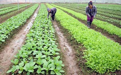 Trồng rau hữu cơ 7 không, hướng sản xuất mới của nông dân Bắc Giang