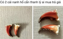 Nanh hổ giá rẻ, ai ưng mua lẹ