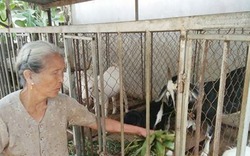 Chuyện về những cụ già nuôi dê thu tiền tỉ ở xóm nghèo xứ Nghệ