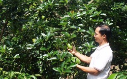 Trồng thử 300 cây bơ Cuba xen cà phê, ai ngờ mỗi năm thu tiền tỉ