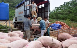 Sau bão, giá lợn hơi và thịt lợn tại Nghệ An tăng đột biến