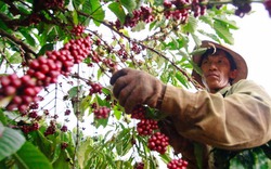 Giá nông sản hôm nay (17.7): Giá cà phê dự báo tiếp tục tăng nóng trong tuần này
