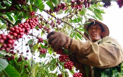 Giá nông sản hôm nay (09.7): Giá cà phê giảm sốc, hồ tiêu bất ngờ “phá băng”