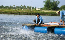 Nông dân và doanh nghiệp liên kết sản xuất cá tra bền vững