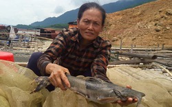 Mạo hiểm nuôi cá chiên trên sông Đà, mau hốt bạc mà cũng dễ trắng tay