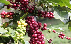 Giá nông sản hôm nay (15.7): Cà phê tăng vọt 46.000 đồng/kg, hồ tiêu gian nan
