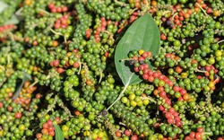 Giá nông sản hôm nay (29.9): Hồ tiêu tăng vọt 86.000 đồng/kg, cà phê chưa hết khó khăn