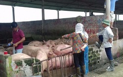 Nghịch lý giá lợn tăng 40.000 đồng/kg, người nuôi vẫn găm hàng không bán