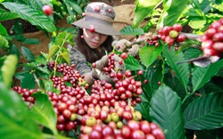 Giá nông sản hôm nay (08.7): Giá cà phê đón cơ hội lập đỉnh mới, giá hồ tiêu không đổi