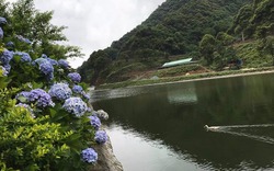 "Đứng ngồi không yên" bởi vườn hoa cẩm tú cầu đẹp mê ly ở Cao Bằng