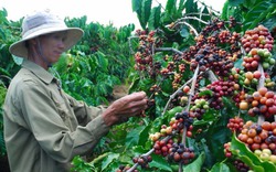 Giá nông sản hôm nay (19.7): Cà phê thụt lùi, hồ tiêu mất động lực tăng