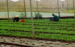Doanh nghiệp bỏ hơn 10 tỉ đồng trồng rau sạch ở Quảng Ngãi