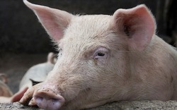 Giá lợn bật tăng 40.000 đồng/kg, lộ diện bàn tay thao túng?