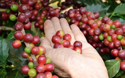 Giá nông sản hôm nay (14.7): Giá cà phê tăng ngoạn mục, hồ tiêu lại chìm vào bế tắc 