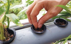 Kỹ thuật trồng rau thủy canh cho nhà phố