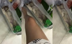 Clip chú chó đòi nằm im trong tủ lạnh không chịu ra thu hút hơn 2 triệu lượt xem