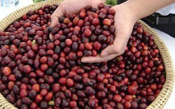 Giá nông sản hôm nay (26.7): Cà phê giảm nhẹ, hồ tiêu tăng vọt trên mức 80.000 đồng/kg