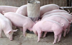 Giá lợn hôm nay (25.7): Ngưỡng giá 37.000 đến 40.000 đồng/kg, thị trường đã dần ổn định