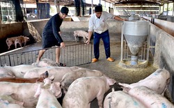 Giá lợn hôm nay (31.7): Giá lợn hơi dưới 35.000 đồng/kg, lợn giống giảm một nửa