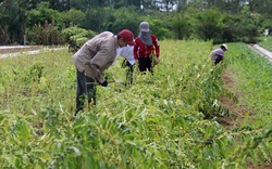 Bão lũ tàn phá trên 28.000ha cây trồng ở Nghệ An