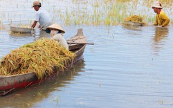 Nông dân Đồng Tháp Mười ngâm mình trong nước gặt lúa chạy lũ