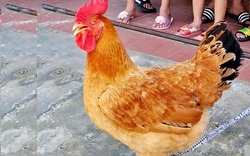 Con gà đầu trống, mình mái rất lạ kỳ ở Hà Tĩnh