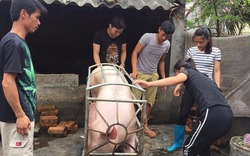 Giá lợn tăng vọt gần 50.000 đồng/kg chỉ là tin đồn và trục lợi