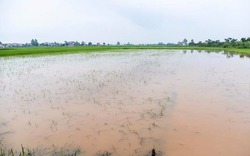 200 ha lúa ngập chìm trong nước do mưa lớn kéo dài