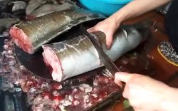 Đại gia Hà thành "chi mạnh tay" xẻ thịt cá chình siêu hiếm sông Đà