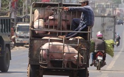Trung Quốc đẩy mạnh thu mua, giá lợn ở cửa khẩu tăng từng ngày