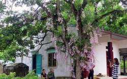 Chiêm ngưỡng cây hoa lan tuyệt đẹp "có 1-0-2" ở xứ Tuyên