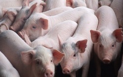 Giá lợn tăng vọt, bất chấp rủi ro đổ xô mua giống tái đàn
