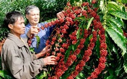 Giá nông sản hôm nay (31.7): Cà phê vượt lên ngưỡng 46.000 đồng/kg, tiêu quay đầu giảm mạnh